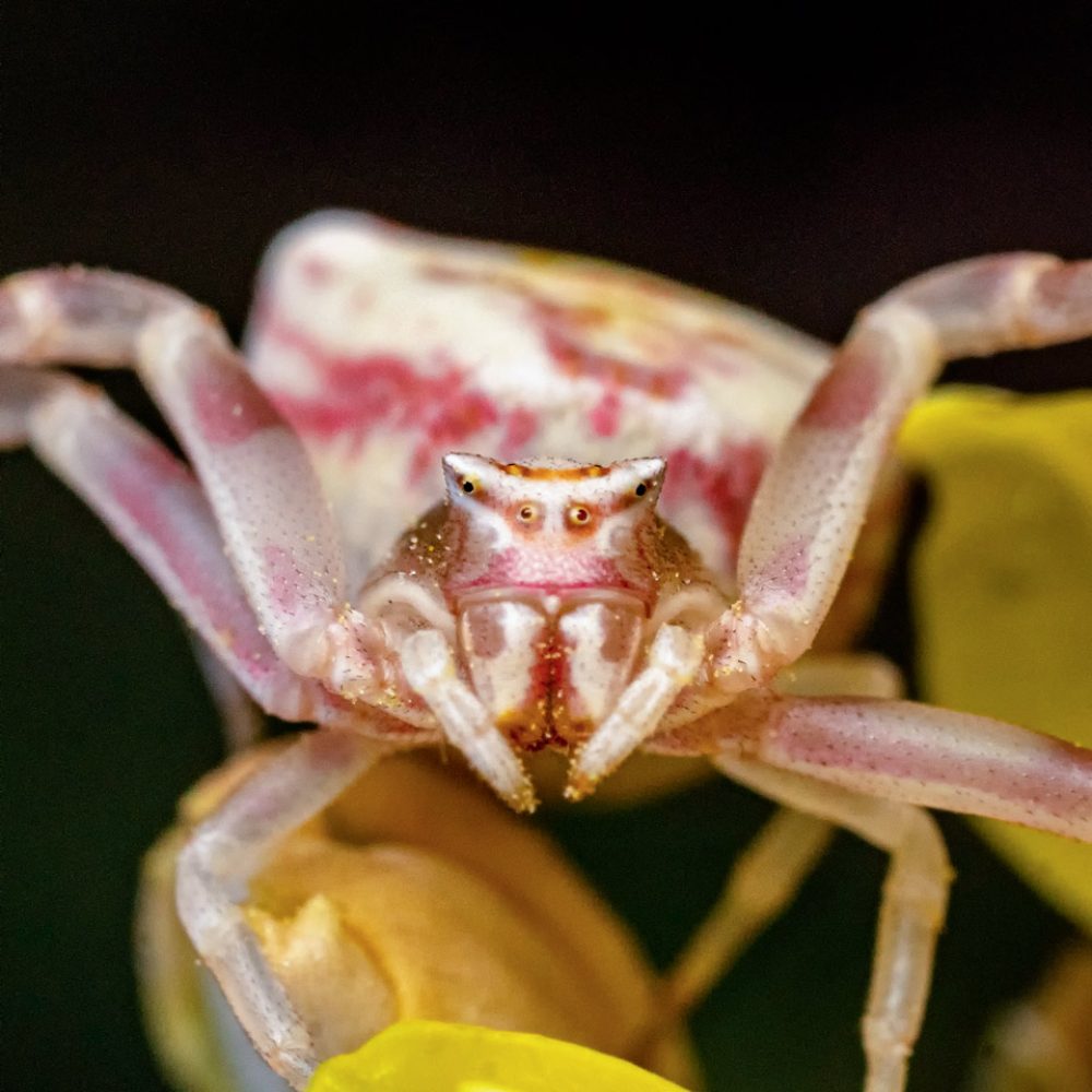 Veränderliche Krabbenspinne