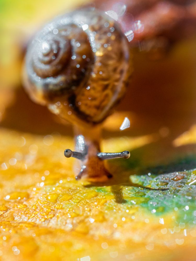 Schnecke auf Blatt